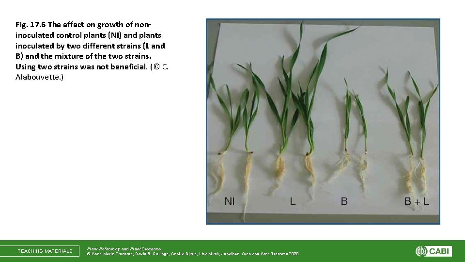 Fig. 17. 6 The effect on growth of noninoculated control plants (NI) and plants