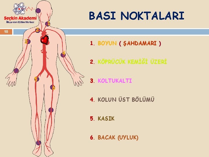 2 10 BASI NOKTALARI 1 3 1. BOYUN ( ŞAHDAMARI ) 4 2. KÖPRÜCÜK