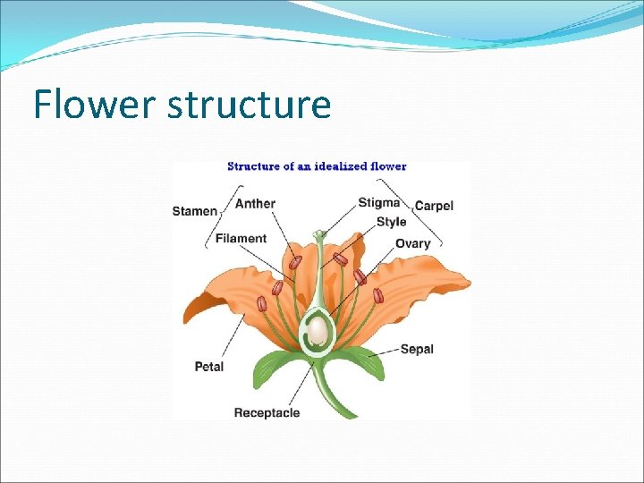 Flower structure 