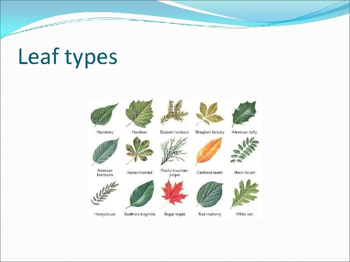 Leaf types 