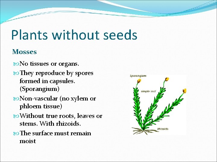 Plants without seeds Mosses No tissues or organs. They reproduce by spores formed in