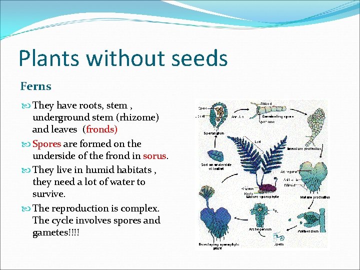 Plants without seeds Ferns They have roots, stem , underground stem (rhizome) and leaves
