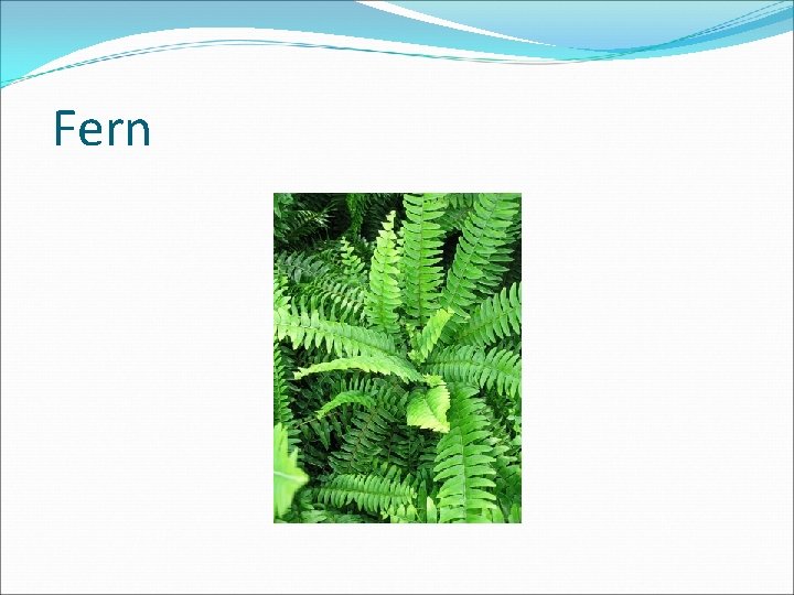 Fern 