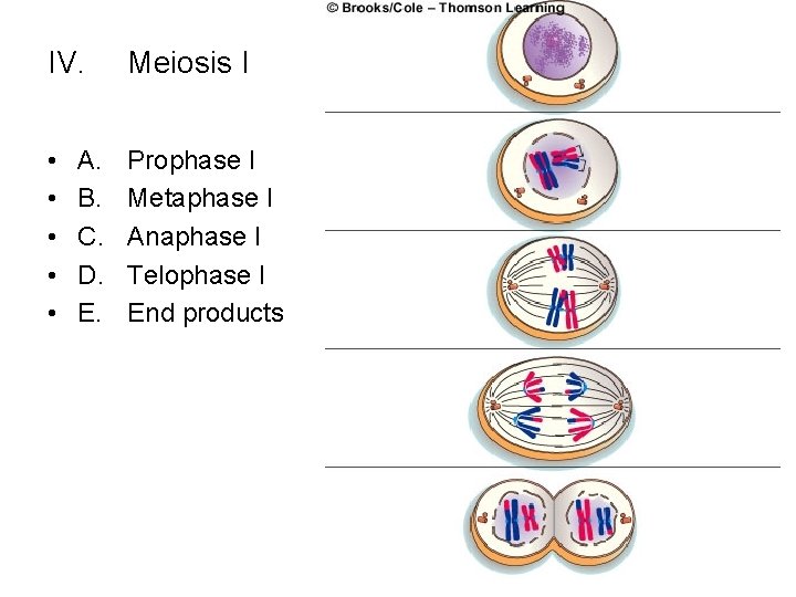 IV. Meiosis I • • • Prophase I Metaphase I Anaphase I Telophase I