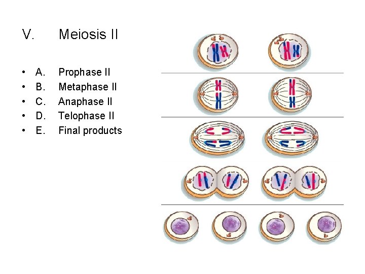 V. • • • Meiosis II A. B. C. D. E. Prophase II Metaphase