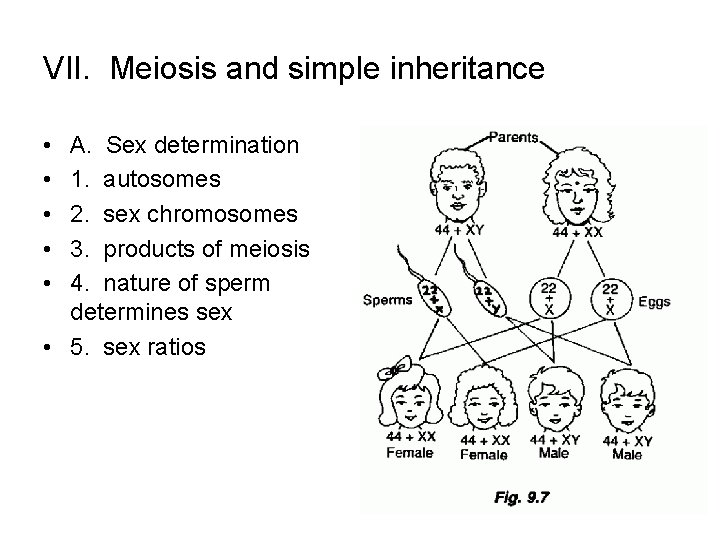 VII. Meiosis and simple inheritance • • • A. Sex determination 1. autosomes 2.