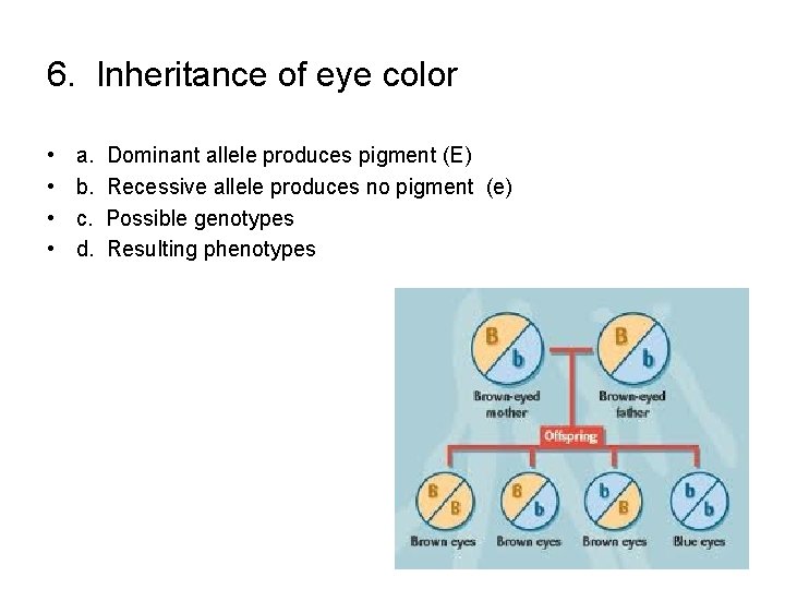 6. Inheritance of eye color • • a. b. c. d. Dominant allele produces