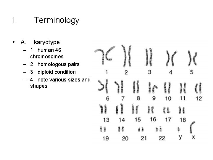 I. Terminology • A. karyotype – 1. human 46 chromosomes – 2. homologous pairs
