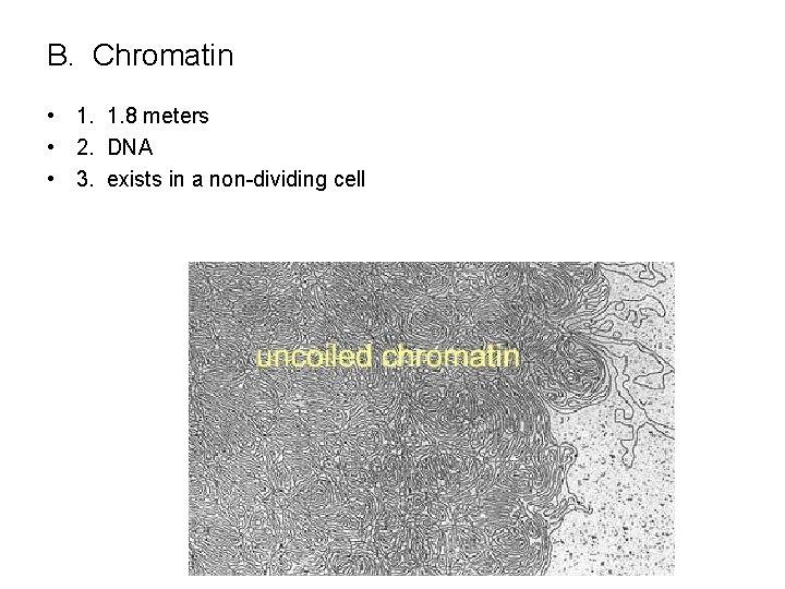 B. Chromatin • 1. 1. 8 meters • 2. DNA • 3. exists in