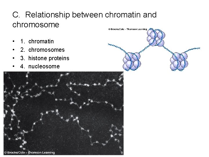 C. Relationship between chromatin and chromosome • • 1. 2. 3. 4. chromatin chromosomes