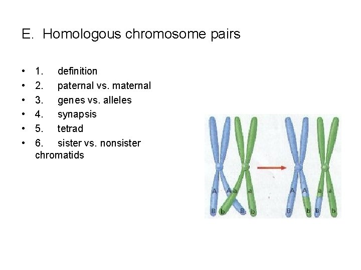 E. Homologous chromosome pairs • • • 1. definition 2. paternal vs. maternal 3.