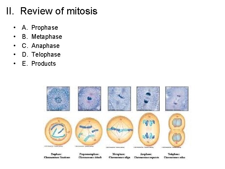 II. Review of mitosis • • • A. B. C. D. E. Prophase Metaphase