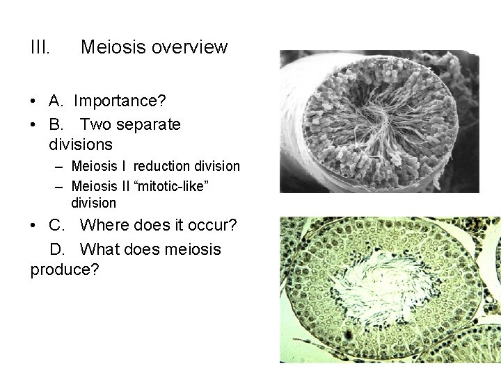 III. Meiosis overview • A. Importance? • B. Two separate divisions – Meiosis I