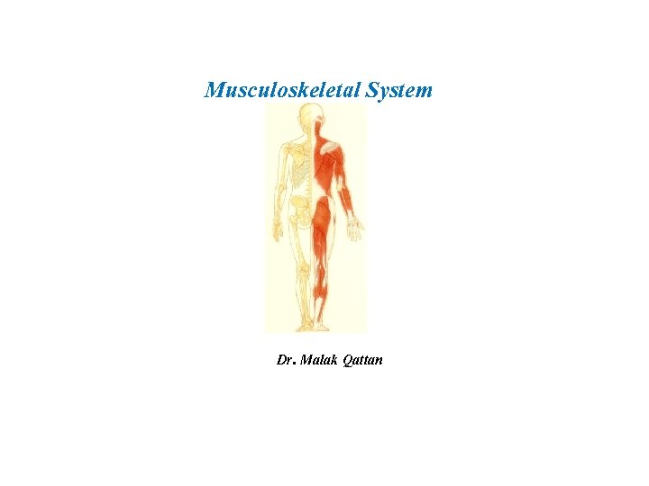 Musculoskeletal System Dr. Malak Qattan 