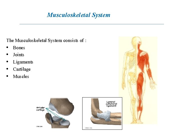 Musculoskeletal System The Musculoskeletal System consists of : • Bones • Joints • Ligaments