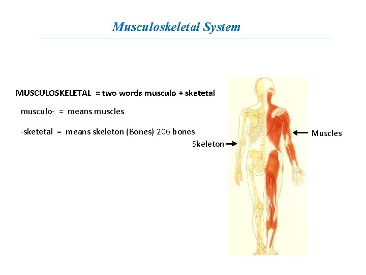 Musculoskeletal System MUSCULOSKELETAL = two words musculo + sketetal musculo- = means muscles -sketetal