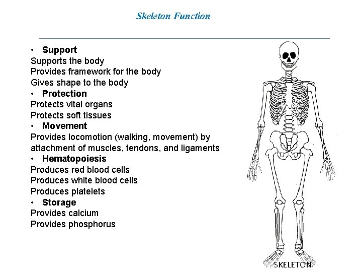Skeleton Function • Supports the body Provides framework for the body Gives shape to