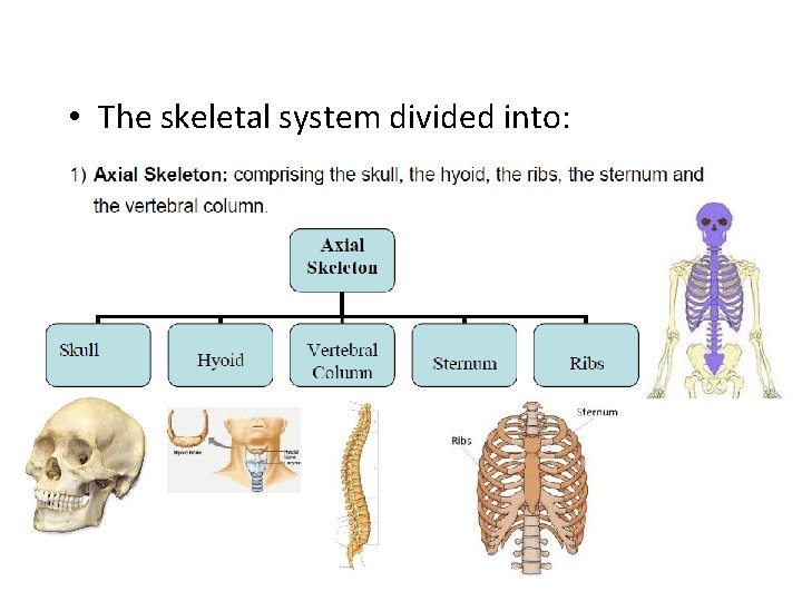  • The skeletal system divided into: 