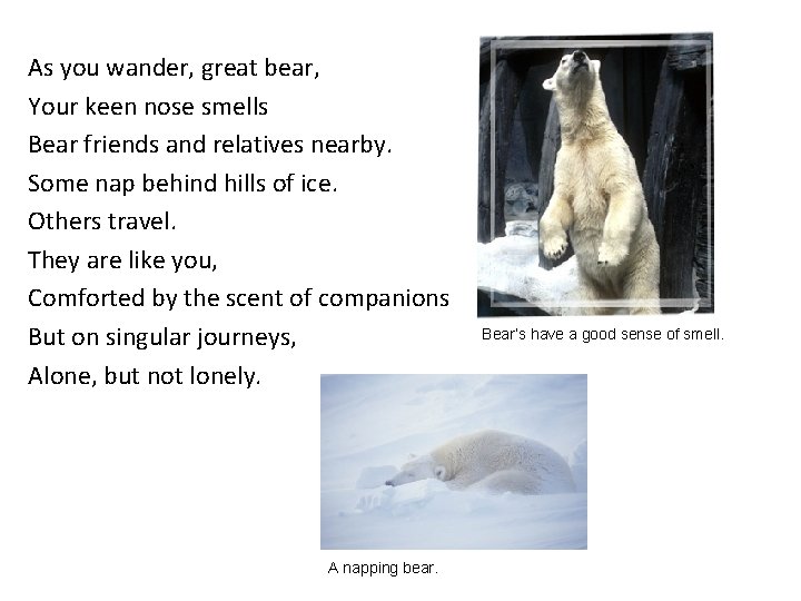 As you wander, great bear, Your keen nose smells Bear friends and relatives nearby.
