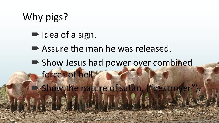 Why pigs? Idea of a sign. Assure the man he was released. Show Jesus