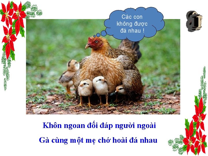 Các con không được đá nhau ! Khôn ngoan đối đáp người ngoài Gà