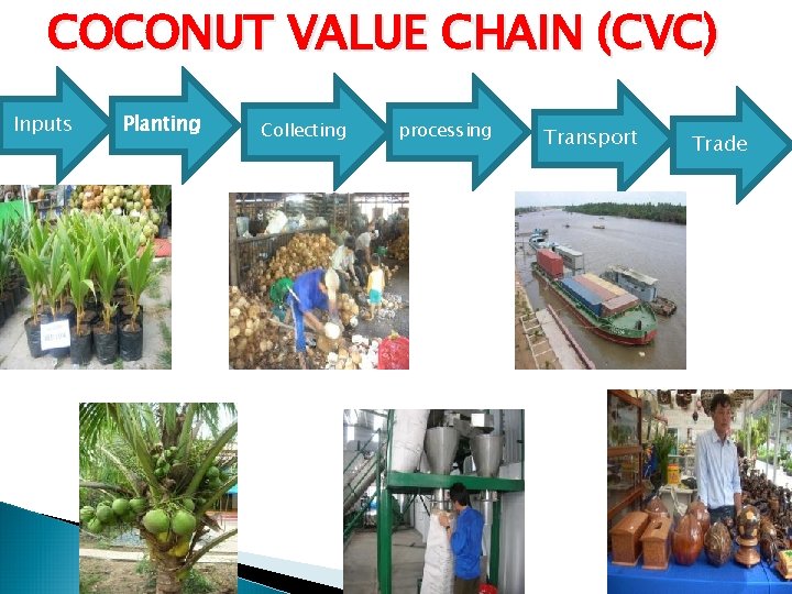 COCONUT VALUE CHAIN (CVC) Inputs Planting Collecting processing Transport Trade COCONUT VALUE CHAIN (CVC) Inputs Planting Collecting processing Transport Trade