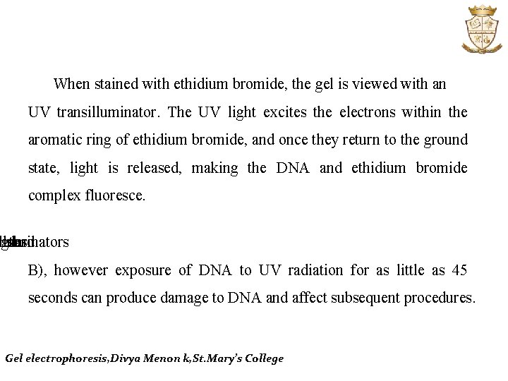 When stained with ethidium bromide, the gel is viewed with an UV transilluminator. The