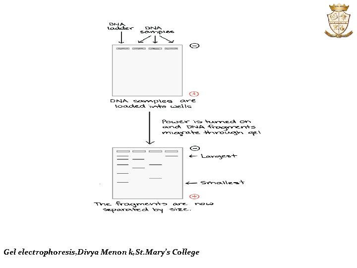 Gel electrophoresis, Divya Menon k, St. Mary’s College 