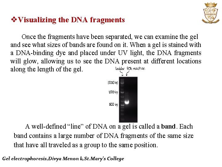 v. Visualizing the DNA fragments Once the fragments have been separated, we can examine