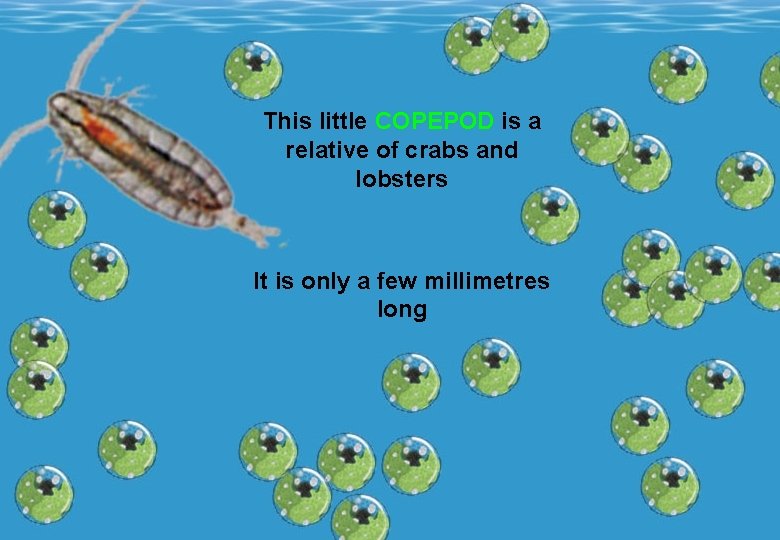 This little COPEPOD is a relative of crabs and lobsters It is only a