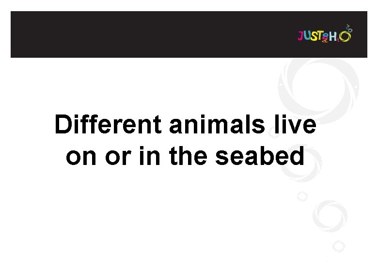 Different animals live on or in the seabed 