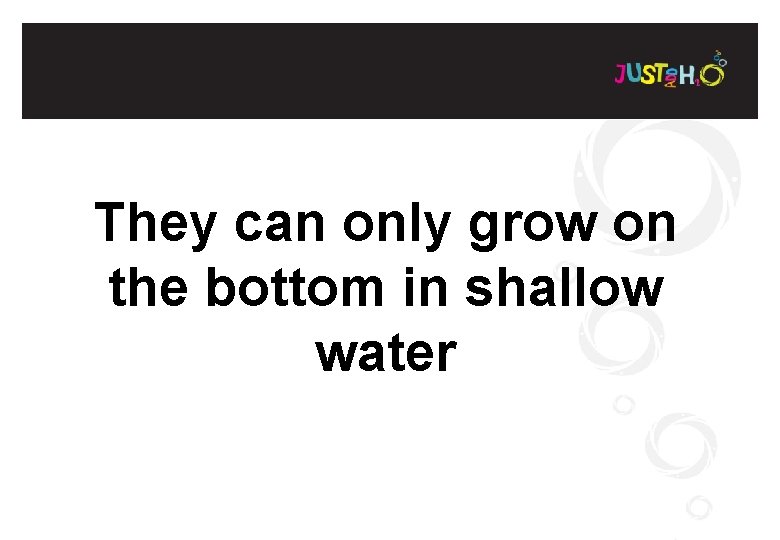 They can only grow on the bottom in shallow water 