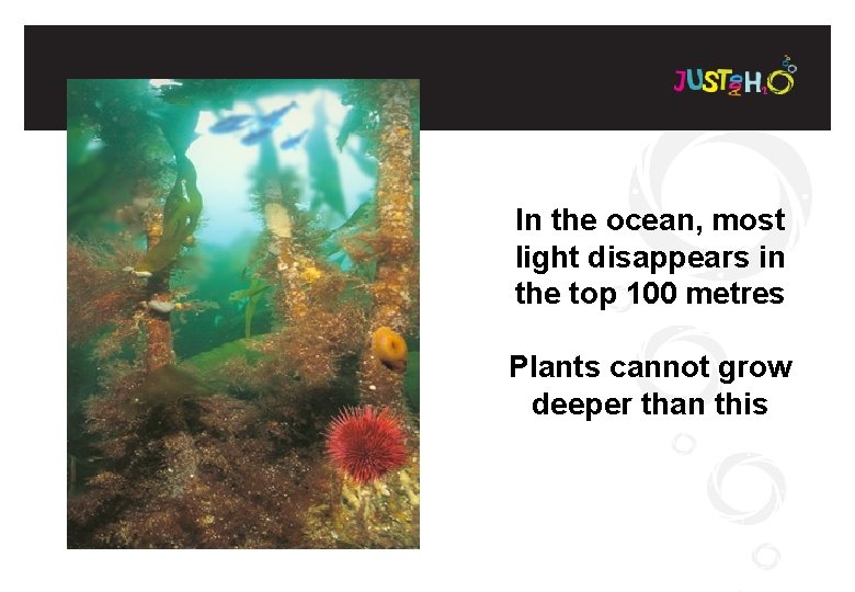 In the ocean, most light disappears in the top 100 metres Plants cannot grow