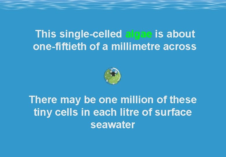 This single-celled algae is about one-fiftieth of a millimetre across There may be one