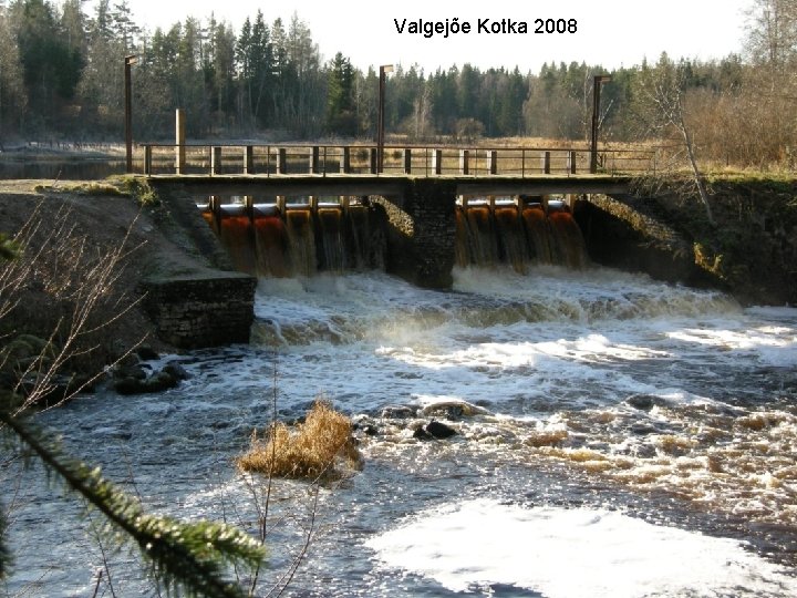 Valgejõe Kotka 2008 15 