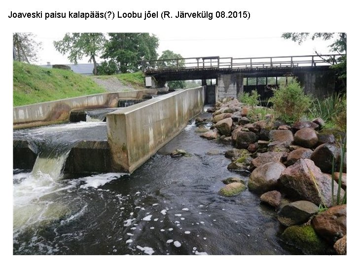 Joaveski paisu kalapääs(? ) Loobu jõel (R. Järvekülg 08. 2015) 17 