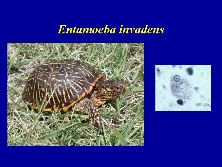 Entamoeba invadens 