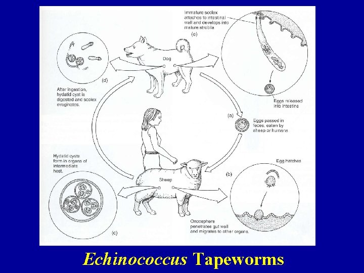 Echinococcus Tapeworms 