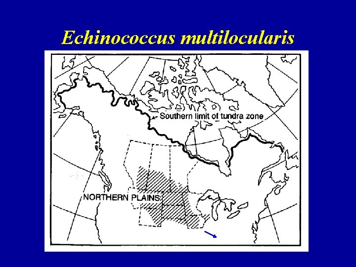 Echinococcus multilocularis 