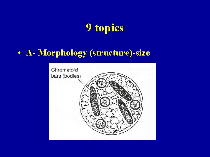 9 topics • A- Morphology (structure)-size 