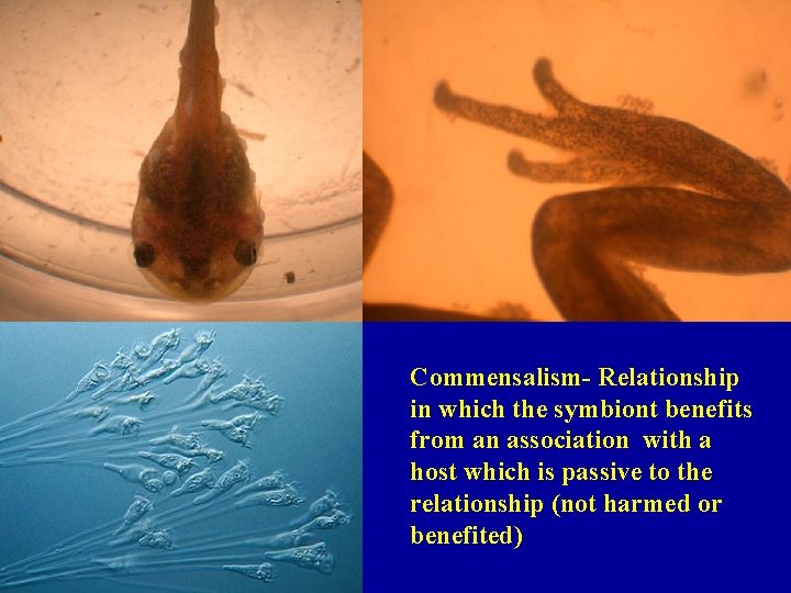 Commensalism- Relationship in which the symbiont benefits from an association with a host which