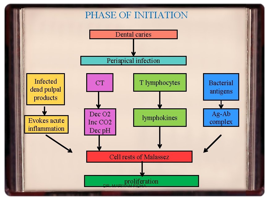 PHASE OF INITIATION Dental caries Periapical infection Infected dead pulpal products Evokes acute inflammation