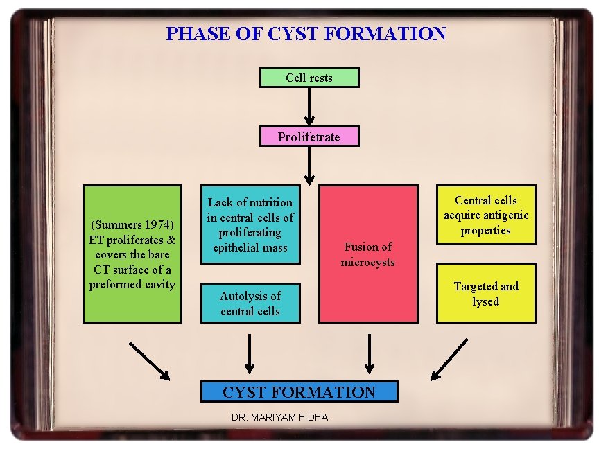 PHASE OF CYST FORMATION Cell rests Prolifetrate (Summers 1974) ET proliferates & covers the