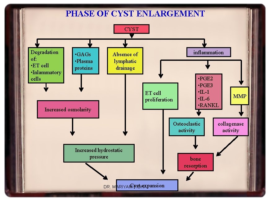 PHASE OF CYST ENLARGEMENT CYST Degradation of: • ET cell • Inlammatory cells •