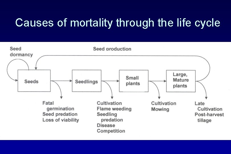 Causes of mortality through the life cycle 