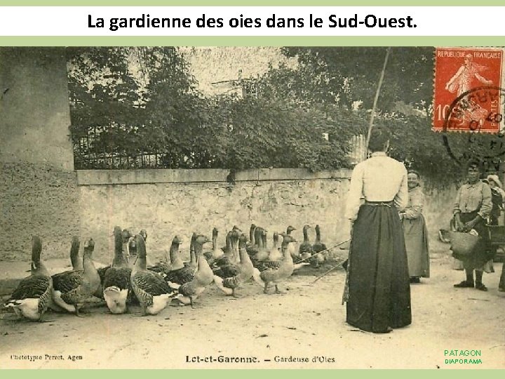 La gardienne des oies dans le Sud-Ouest. PATAGON DIAPORAMA 