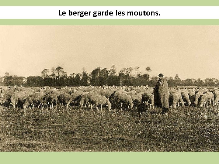 Le berger garde les moutons. 