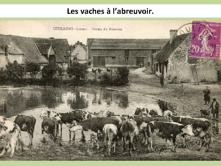 Les vaches à l’abreuvoir. 