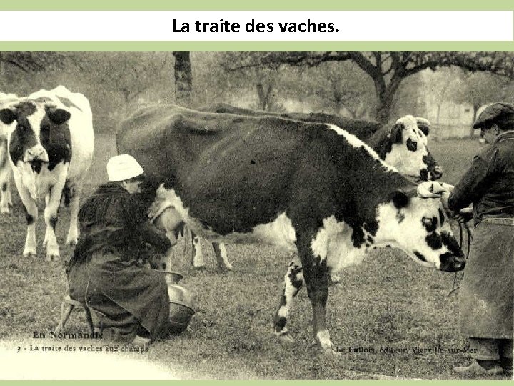 La traite des vaches. 