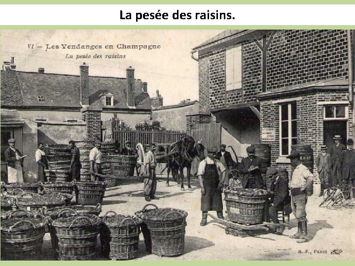 La pesée des raisins. 